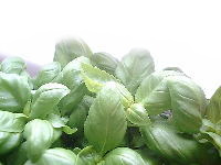 basil